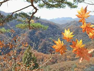 澳門三肖三碼期期準(zhǔn)精選鳳凰藝術(shù),調(diào)整方案執(zhí)行細(xì)節(jié)_基礎(chǔ)版45.340