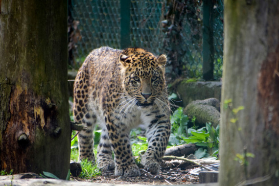 如何避免與野生動物沖突，人類與自然的和諧共生之道，人類與自然的和諧共生，避免與野生動物沖突的策略