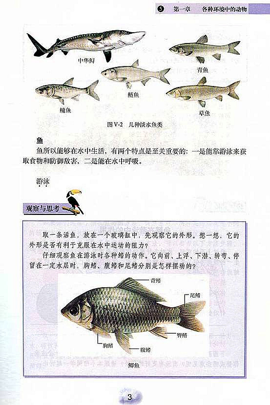 魚類行為與生存策略，適應環境的智慧展現，魚類行為與生存策略，展現適應環境的智慧