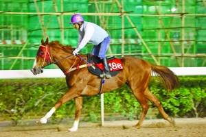 澳門特馬今晚開獎56期，期待與驚喜的交匯之夜，澳門特馬第56期開獎之夜，期待與驚喜的交匯時刻