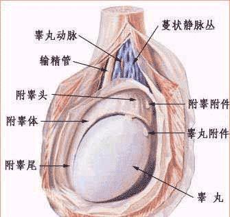 睪丸是什么，關于睪丸的科普知識介紹