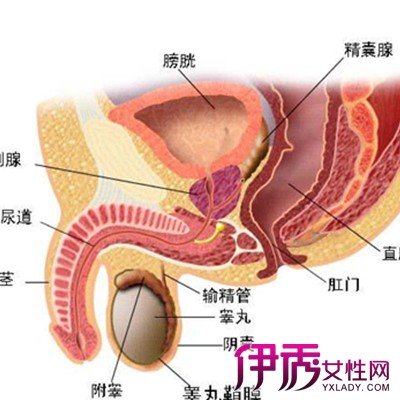 小便刺痛尿道流膿，癥狀背后的真相與應(yīng)對之策，小便刺痛尿道流膿，癥狀解析與應(yīng)對策略