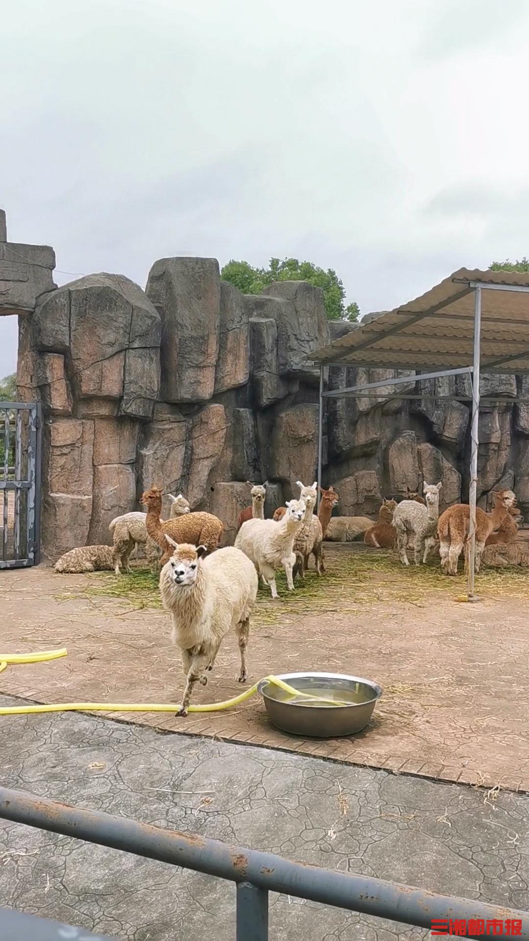 長沙生態動物園門票價格詳解，長沙生態動物園門票價格全面解析