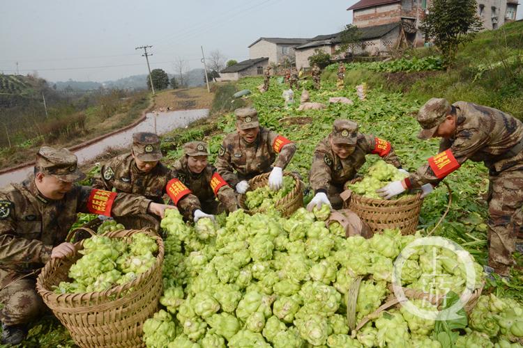 涪陵榨菜股票股吧，深度解析與前景展望，涪陵榨菜股票深度解析與前景展望，股吧熱議焦點