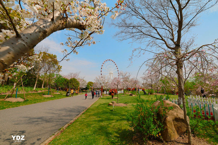 顧村公園，城市中的綠意天堂，顧村公園，城市綠意天堂