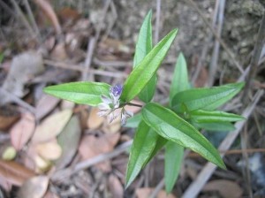 夏日清風 第4頁