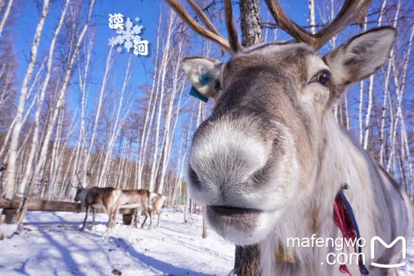 探索澳門特馬世界，四不像的神秘面紗與未來展望，澳門特馬世界揭秘，四不像的神秘面紗與未來展望