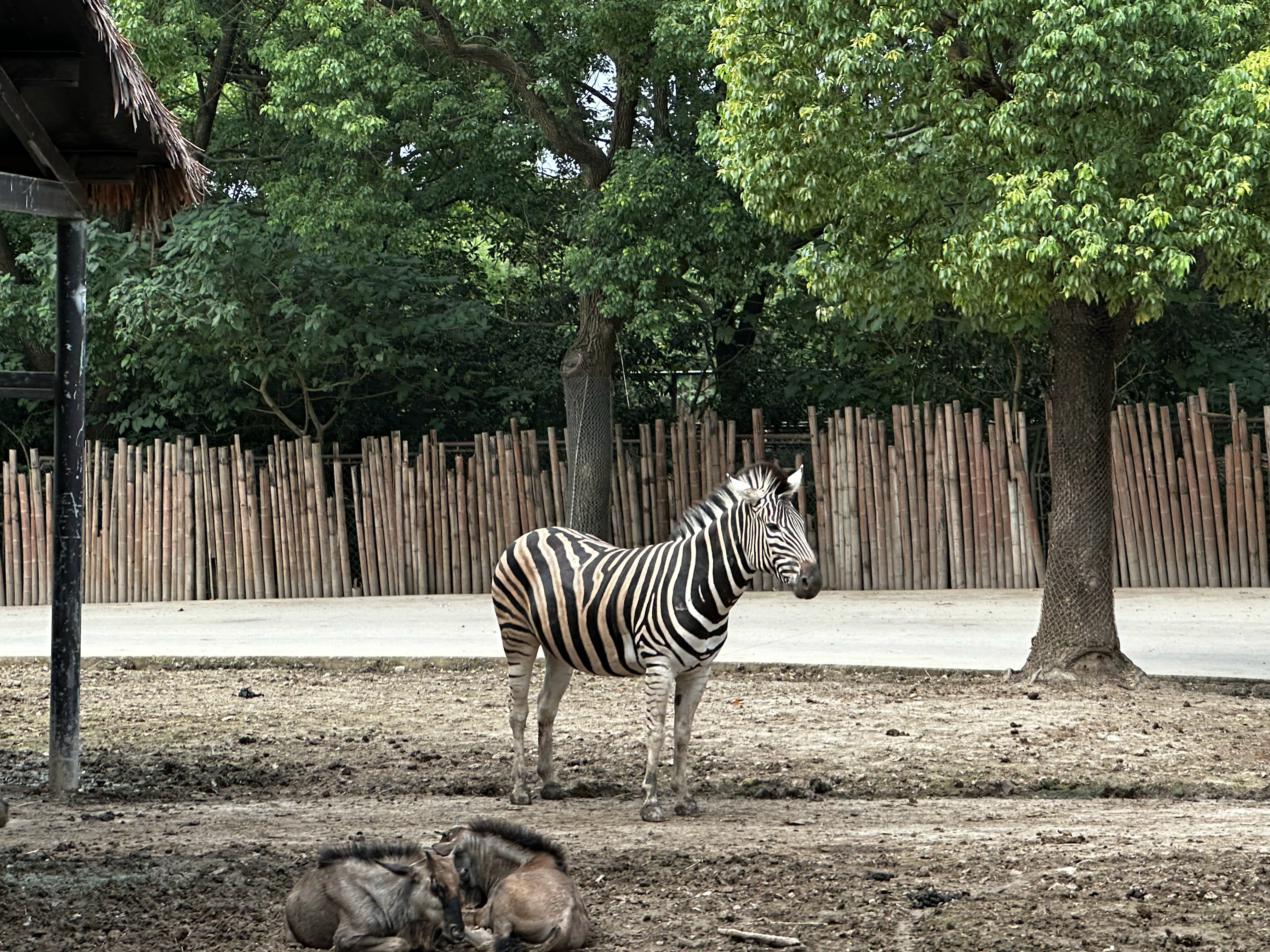 上海動物園與上海野生動物園，城市中的自然對決，上海城市中的自然對決，動物園與野生動物園的對比