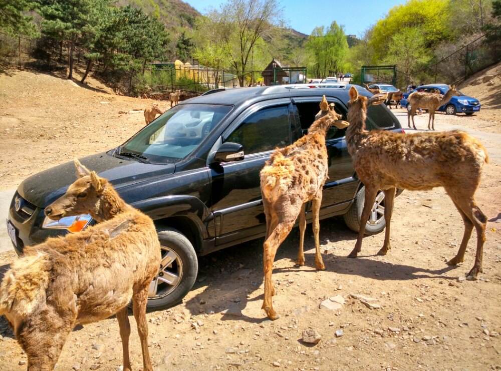 八達嶺野生動物世界，自然與野性的交融之地，八達嶺野生動物世界，自然野性交融的奇妙之地