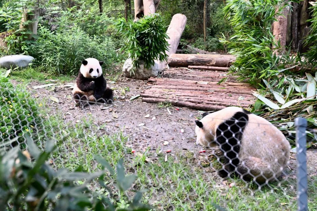 成都熊貓基地官網(wǎng)，探尋熊貓故鄉(xiāng)的門戶，成都熊貓基地官網(wǎng)，探尋熊貓故鄉(xiāng)的門戶之旅