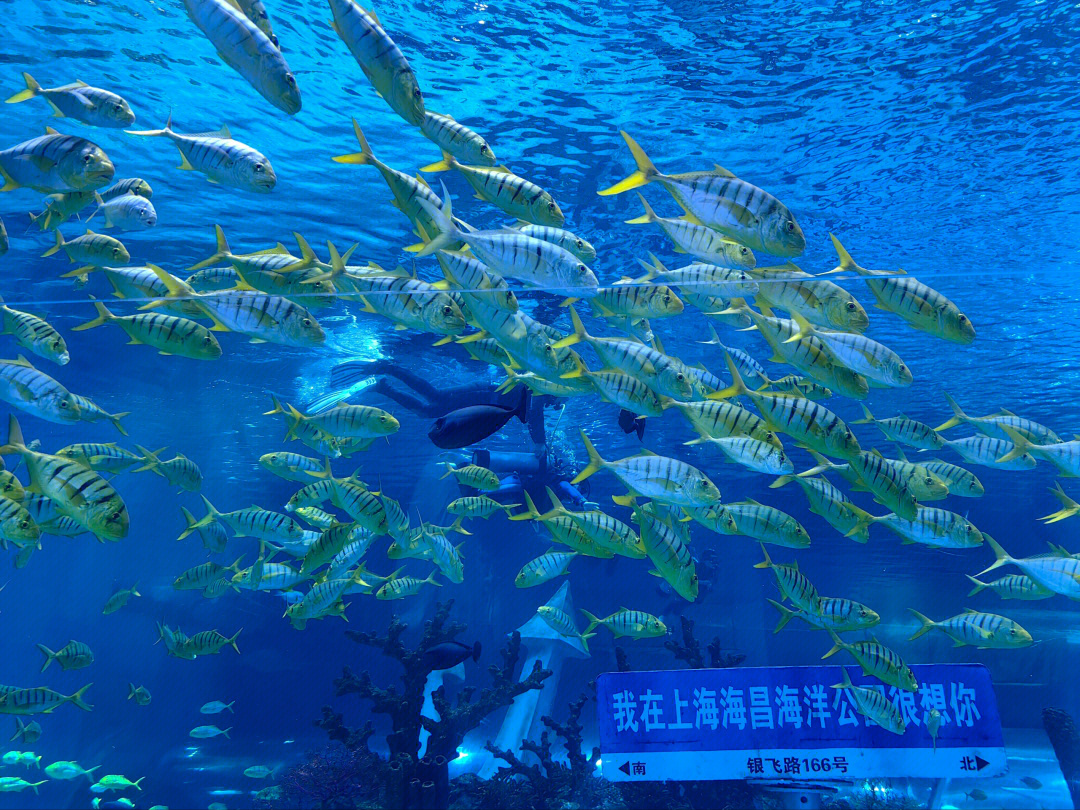 上海海洋海昌海洋公園，探秘藍色星球的奇幻之旅，探秘藍色星球，上海海洋海昌海洋公園之旅