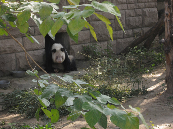 北京動物園門票購買攻略，北京動物園門票購買指南