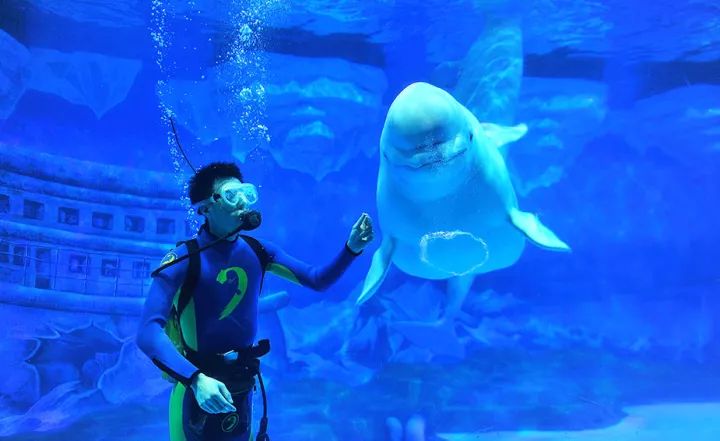 成都海昌極地海洋公園官網，探索奇妙的海洋世界，成都海昌極地海洋公園官網，探索神秘的海洋世界之旅