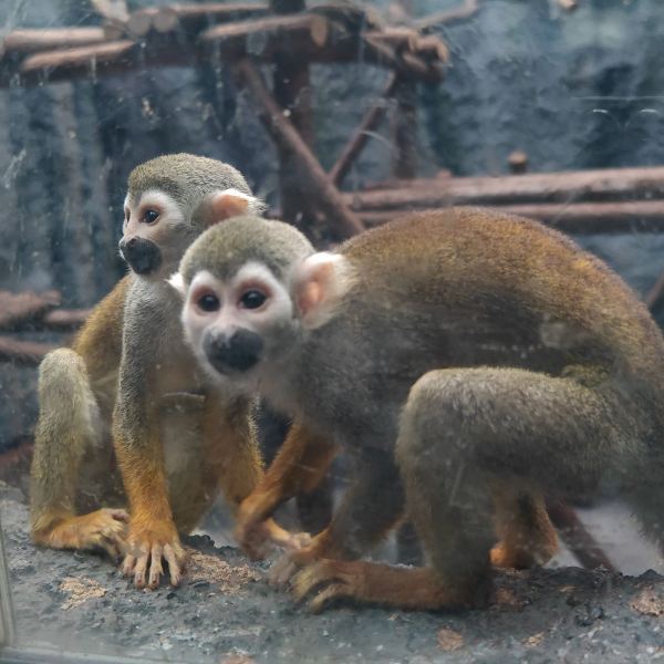 武漢動(dòng)物園門票