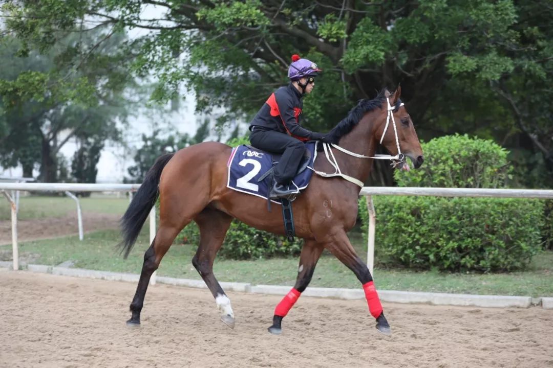 澳門賽馬會，歷史、文化與運動的完美結合，澳門賽馬會，歷史、文化與運動的絢麗交融